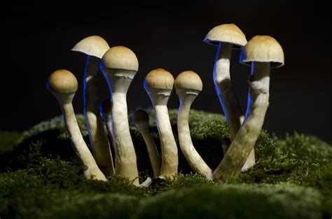 The Price of Recreation: Understanding the Value of Magic Mushrooms for Entertainment